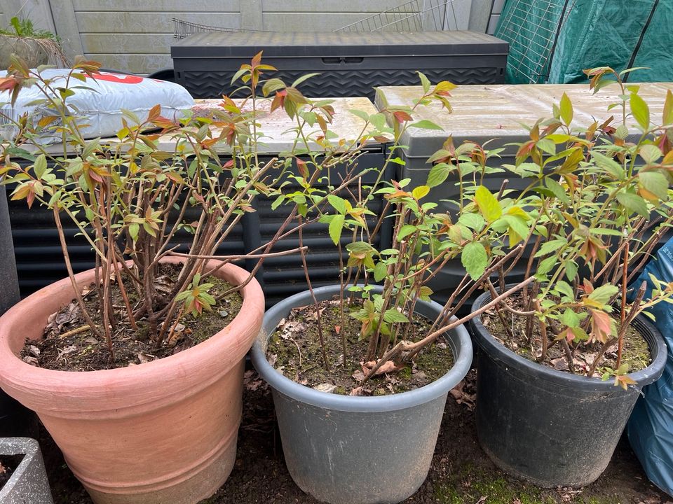 Gartenpflanzen im Kübel, diverse Sorten in Wolfenbüttel