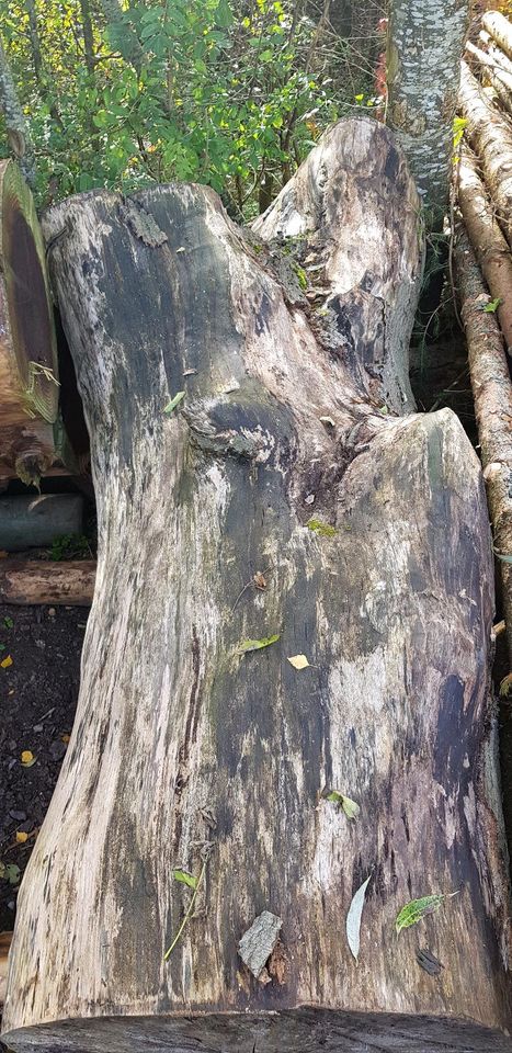 Buchen Stämme gestockt getrocknet Holz Kunst keine Eiche Fichte in Ellwangen (Jagst)