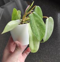 Philodendron Florida Ghost & Ring of fire Nordrhein-Westfalen - Pulheim Vorschau