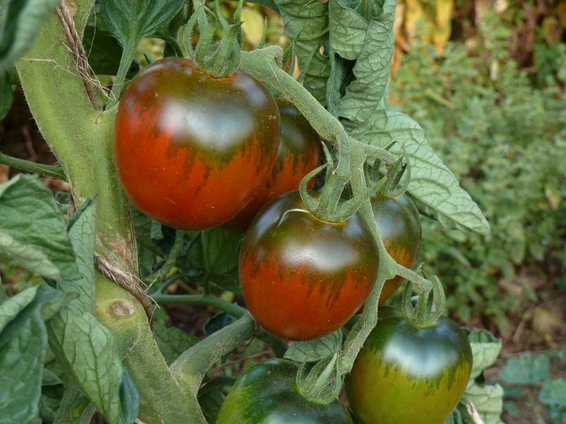 Tomate "Russische schwarze" Samenfeste alte Sorte in Hannover