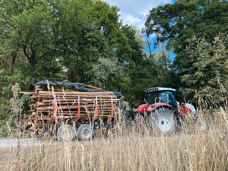 Brennholz, Kaminholz, Feuerholz in Stadtlauringen