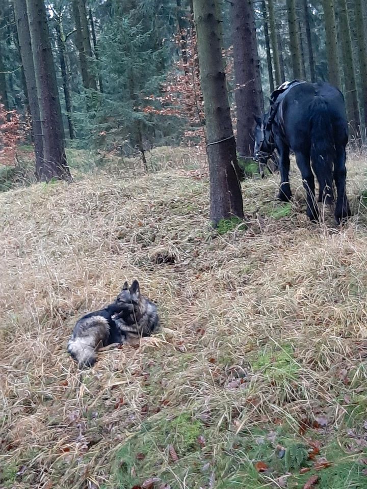 Aktive, kluge, tolle Schäferhündin in Lengefeld