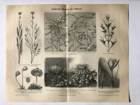 Pflanzen Schutz Biologie Distel Laichkraut antik Druck Zeichnung Hessen - Kassel Vorschau