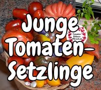 Tomaten Setzlinge Topinambur Pflanzen ohne Chemie Eigenanbau Saarland - Saarlouis Vorschau