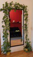 Verschiedene Zimmerpflanzen: Epipremnum 470 cm. Berlin - Tempelhof Vorschau