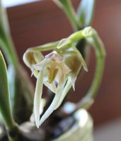 Bulbophyllum umbellatum Orchidee Phalaenopsis Vitrine Sachsen - Pegau Vorschau