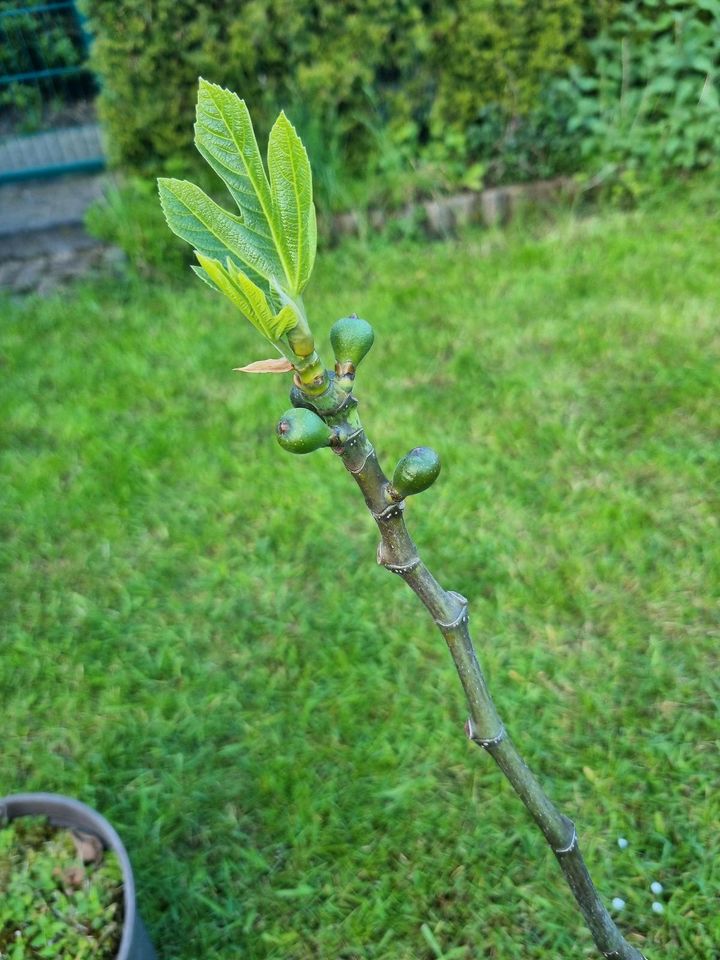 Noch 8 Feigen wegen Reduzierung der Sammlung ! Ficus carica ! in Albachten