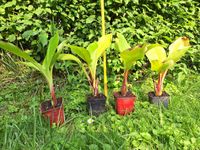 2 Sorten Banane Ensete ventricosum und Musella Lasiocarpa Nordrhein-Westfalen - Soest Vorschau