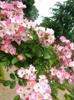 Ballerina Rose Stauch Pflanze, große Pflanze insektenliebling Baden-Württemberg - Heidelberg Vorschau