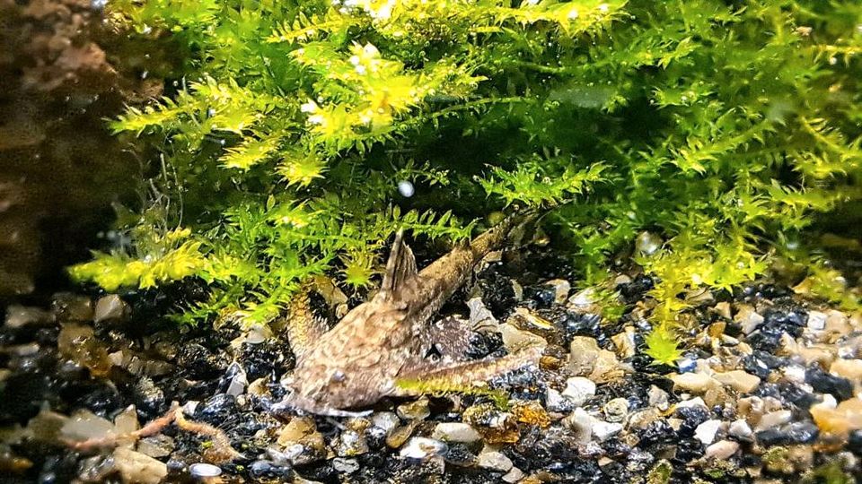 ⭐️ Deltaflügel Zwergwels Hara jerdoni Wels Nano-Cube Aquarium in Northeim