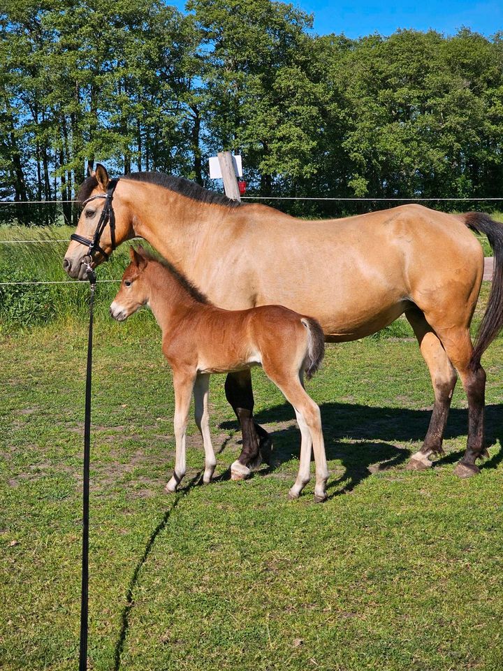 Pony zu Verkaufen! in Körbelitz