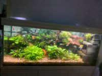 Aquarium Aquatlantis komplett 450l Bochum - Bochum-Ost Vorschau