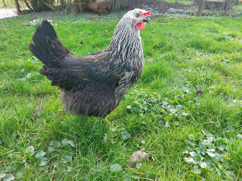 Sussex Dunkel, Huhn, Legehennen, Geflügelverkauf, Maran in Eiterfeld