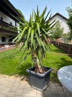 Palme 180cm im Topf Bayern - Unterdietfurt Vorschau