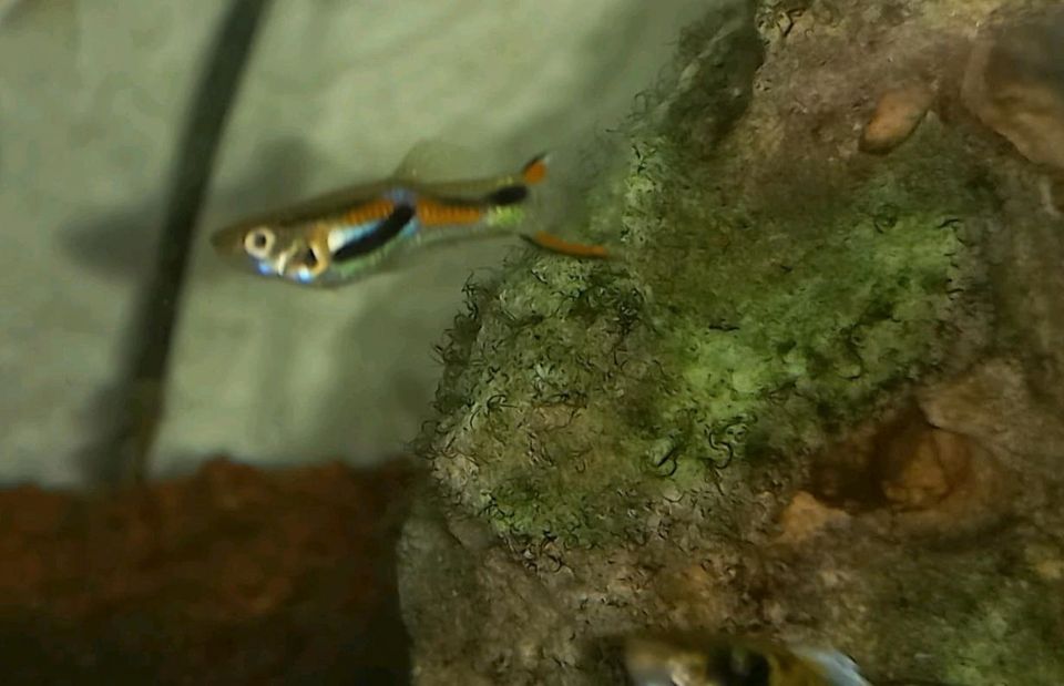 Junge Guppys Endler Guppys Aquarienfische Guppy Babys in Algermissen