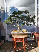 Bonsai Wacholder Juniperus chinensis mehrfachstam 40 Jahre Bayern - Sulzemoos Vorschau