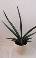 Seltene Sansevieria Samurai Pflanze mit Übertopf Baden-Württemberg - Bühl Vorschau