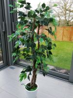 Ficus Benjamin Kunst etwa 1,40 Höhe Nordrhein-Westfalen - Lengerich Vorschau