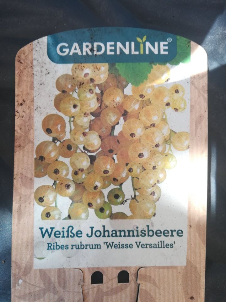 Weiße Johannisbeere, Gartenpflanze, Obst in Hamburg