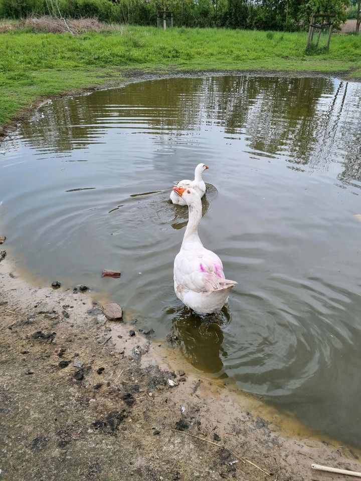 Gruppe von 14 Gänsen in Steinfurt