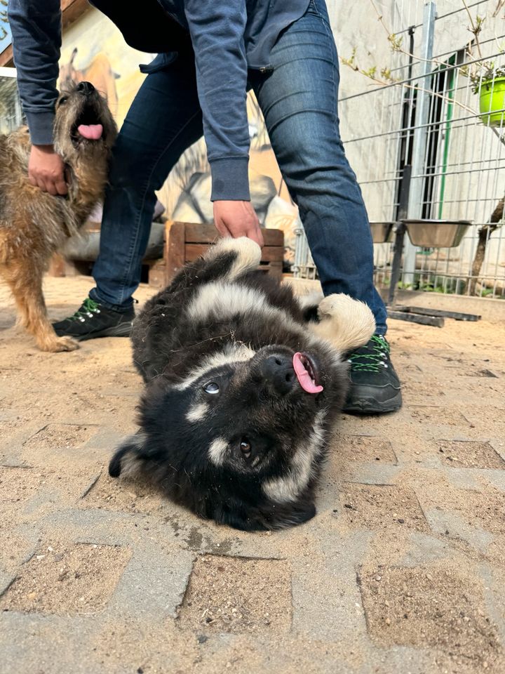 Verspielter BLUE ❤️ aus dem Tierschutz sucht seine Familie in Möckern