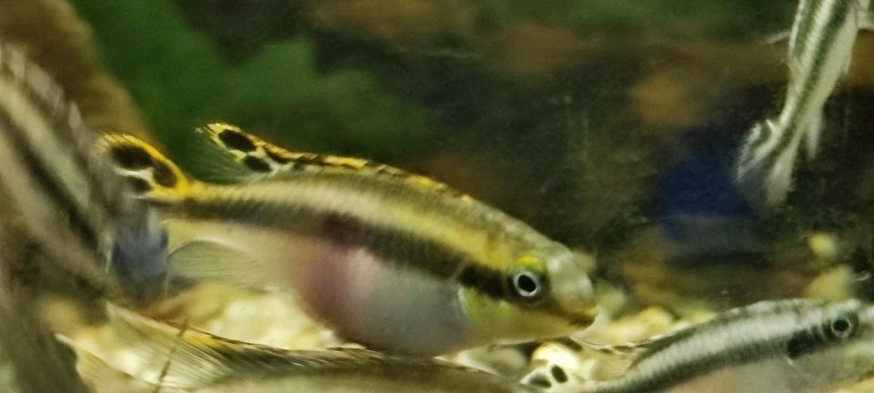 Purpur Prachtbarsch Königscichlide Aquarienfische Zierfische in Ilsede