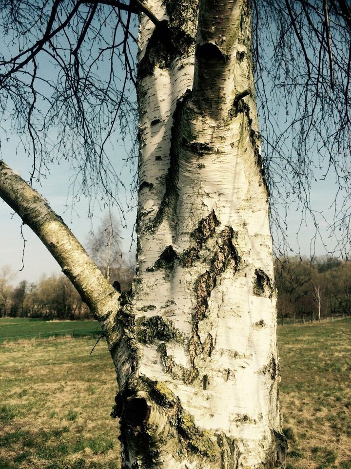 Birke Kaminholz ofenfertig gespalten frisch /trocken Sonderposten in Gerstungen