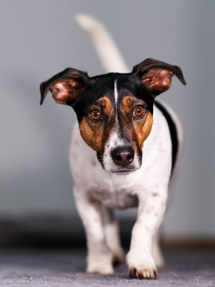 Kostenloses TFP Tiershooting Tierfotografie Hund Katzen Pferde in Passau