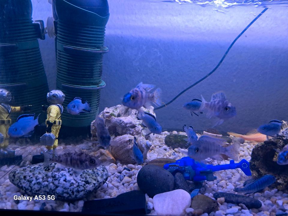 Aquarium mit Zubehör 120 Lieter und 18 Stück Fische in Güstrow
