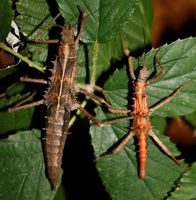 Gespenstschrecke (Wirbellose, Insekten, Phasmiden) Niedersachsen - Haste Vorschau