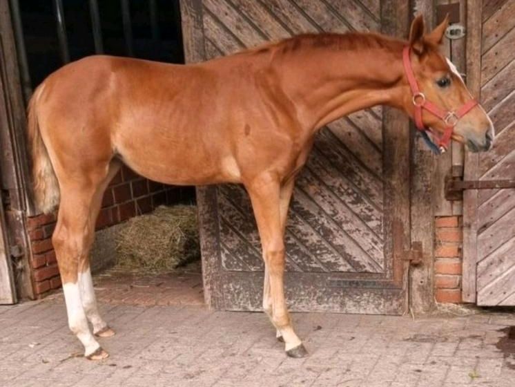 12 Jährige Zuchstute/ Freizeitpferd von Dankeschön abzugeben in Westerkappeln