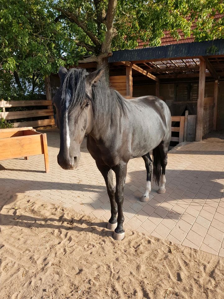 Beistellpferd in Oberschwarzach