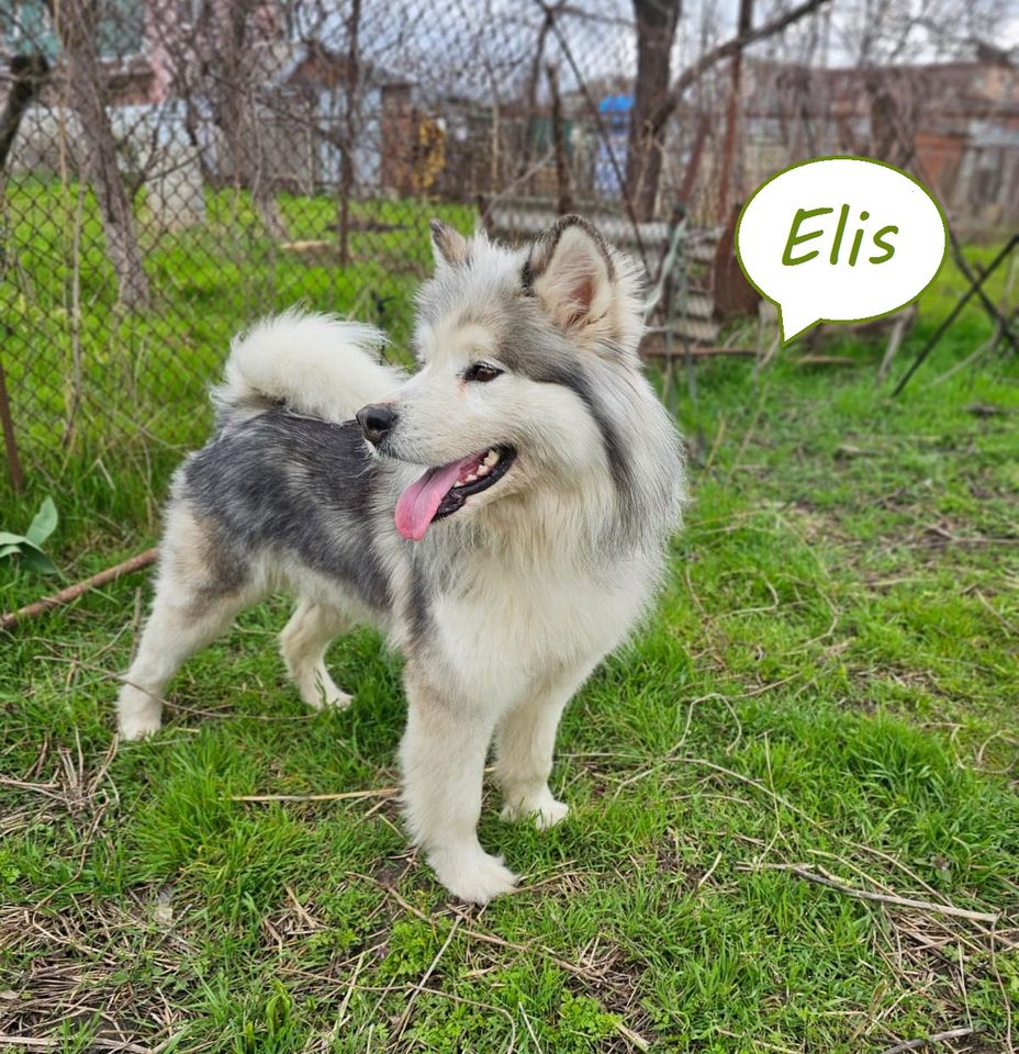 Tierschutz - Elis ein junges , energiegeladenes Mädchen in Frankfurt am Main