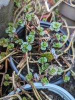 Sedum Fettblatt Bodendecker Steingarten Sachsen-Anhalt - Quedlinburg Vorschau