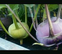 Kohlrabisamen bio, blauer weißer Kohlrabi, Hochbeet, Balkonkasten München - Ramersdorf-Perlach Vorschau