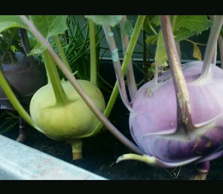 Kohlrabisamen bio, blauer weißer Kohlrabi, Hochbeet, Balkonkasten in München