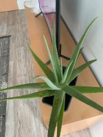 Ich möchte Aloe Vera verkaufen, Nordrhein-Westfalen - Solingen Vorschau