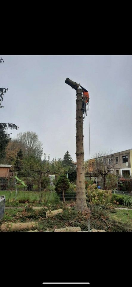 Baumfällung vom Fachbetrieb in Tribsees