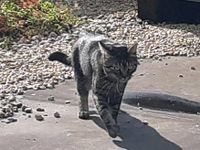 Unser Kater wird vermisst Bayern - Münchberg Vorschau