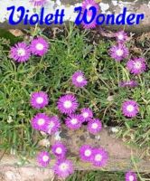 1 Delosperma / Mittagsblume „Violett Wonder“ Bayern - Karlstein Vorschau