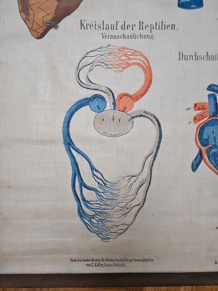Historische Lehrtafel aus Stoff Atmung+Kreislauforgane in Hamburg