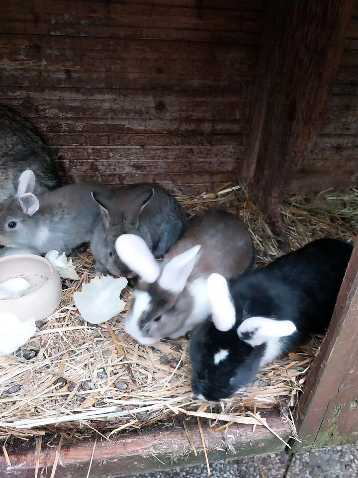 Kaninchen abzugeben in Steinau