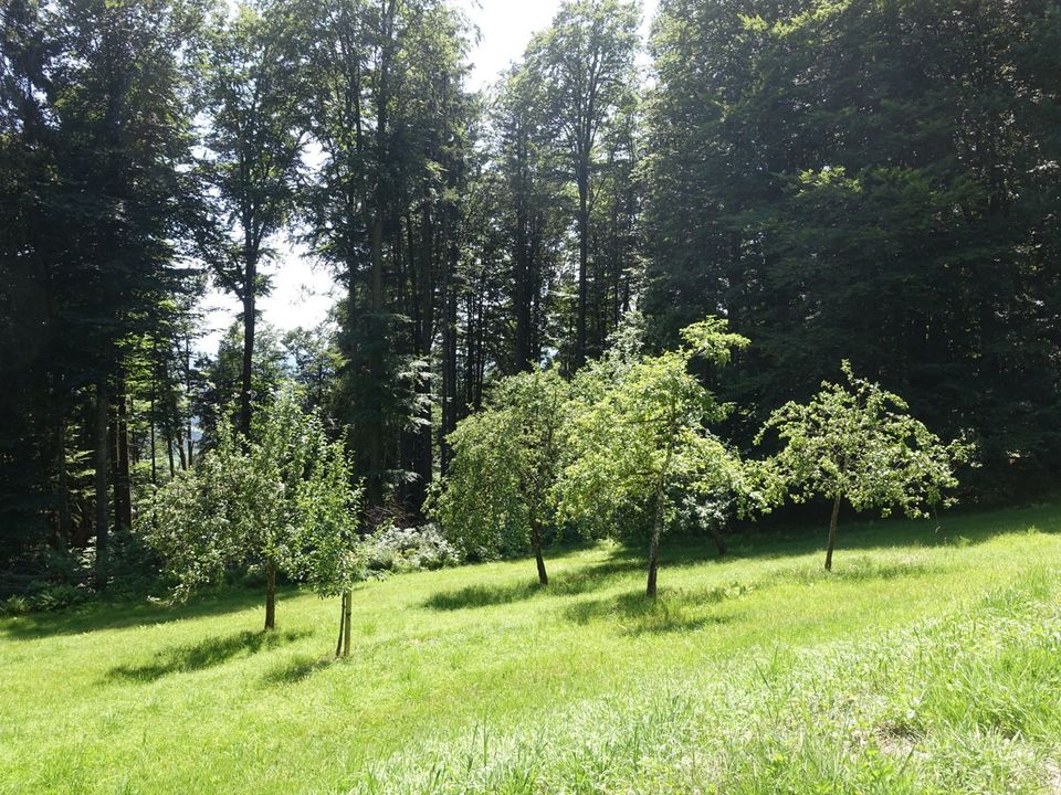 Ländl. Anwesen m. ca. 29.000 m2 Wiese/Wald m. eig. Quelle für Selbstversorger im "Lallinger Winkel"! in Grattersdorf