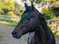 American Quarter Horse Hengst Rheinland-Pfalz - Meisenheim Vorschau