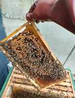 Bienen Völker Rheinland-Pfalz - Weyerbusch Vorschau