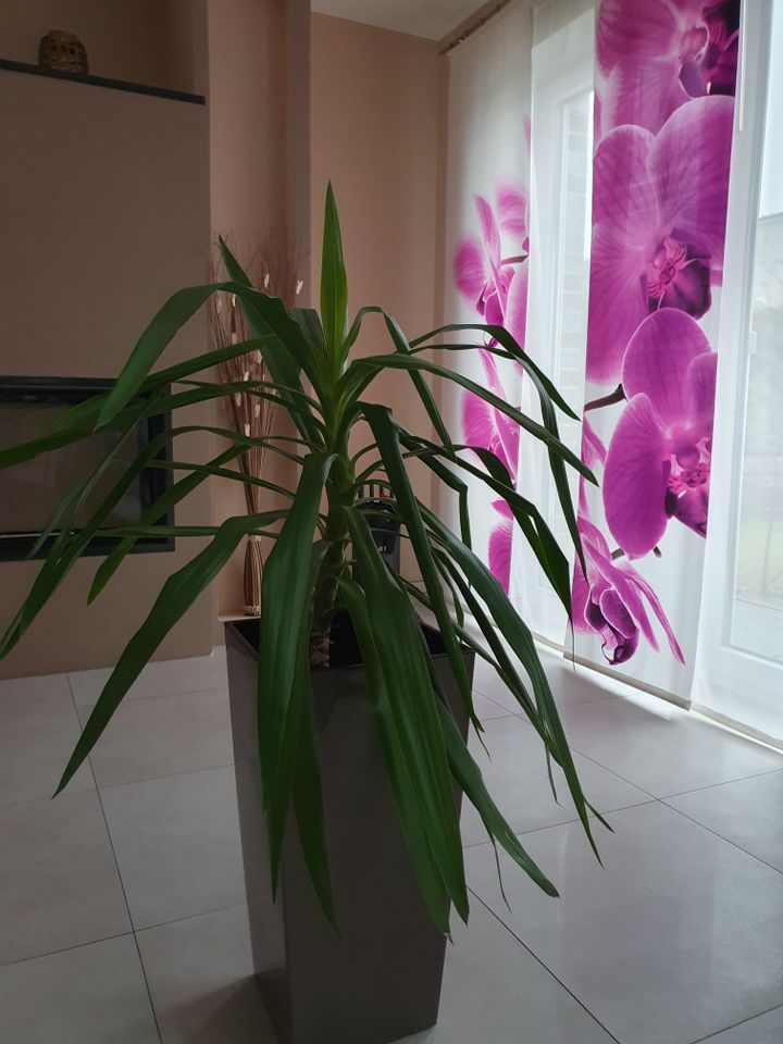 schöne Yukka Palme ca.90 cm ,ohne Blumentopf abzugeben Nur Abholu in Gevelsberg