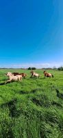 Shettys, dt partbred shetlandpony Wurster Nordseeküste - Misselwarden Vorschau