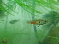 Guppy Fische rot, japan Blue, Wildtyp Bayern - Würzburg Vorschau