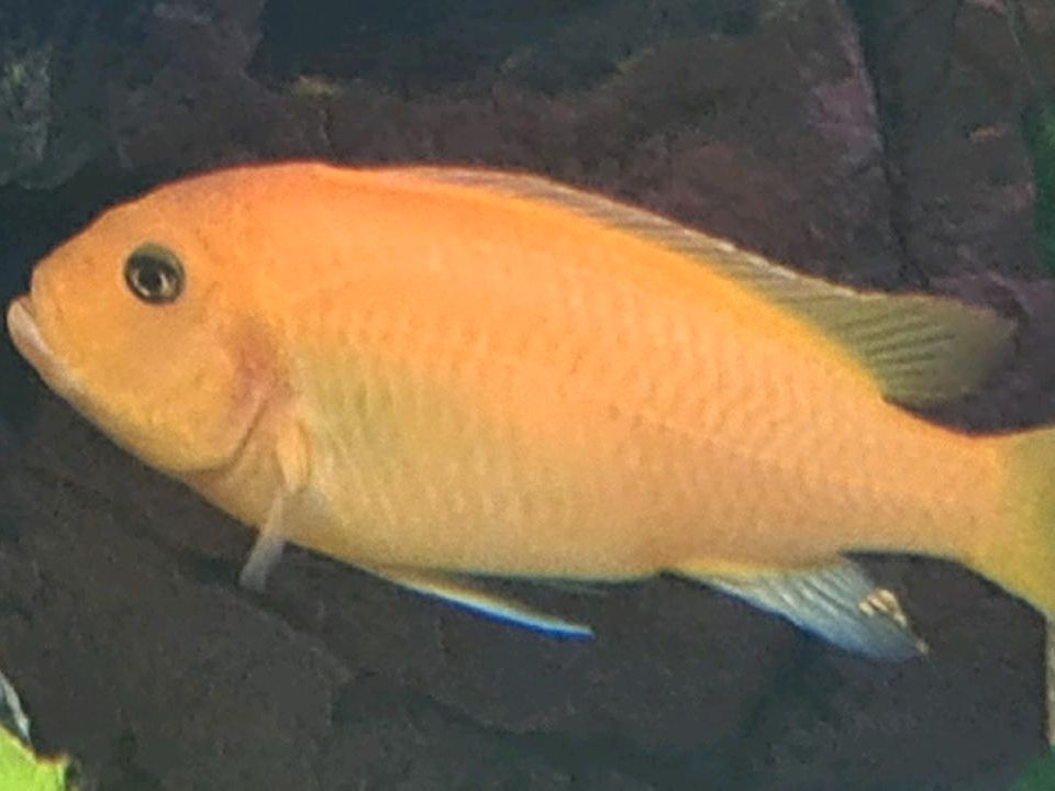 Red Zebra Cichlid (Maylandia estherae) Malawi Barsch in Leverkusen