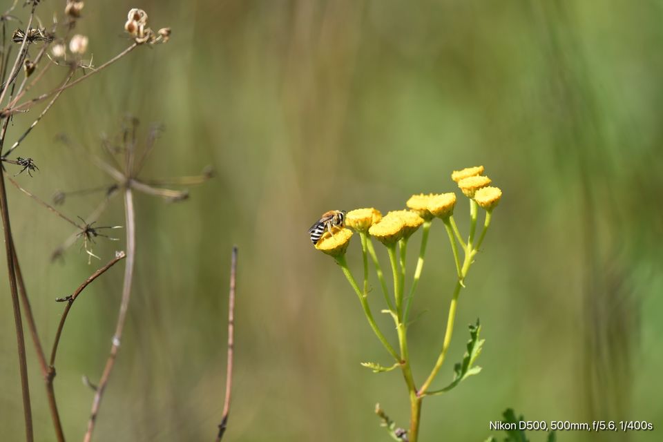 30 Samen Rainfarn, Wildblume, Insekten, Bienen in Baldham